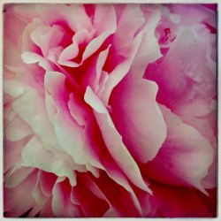 Pink Peony